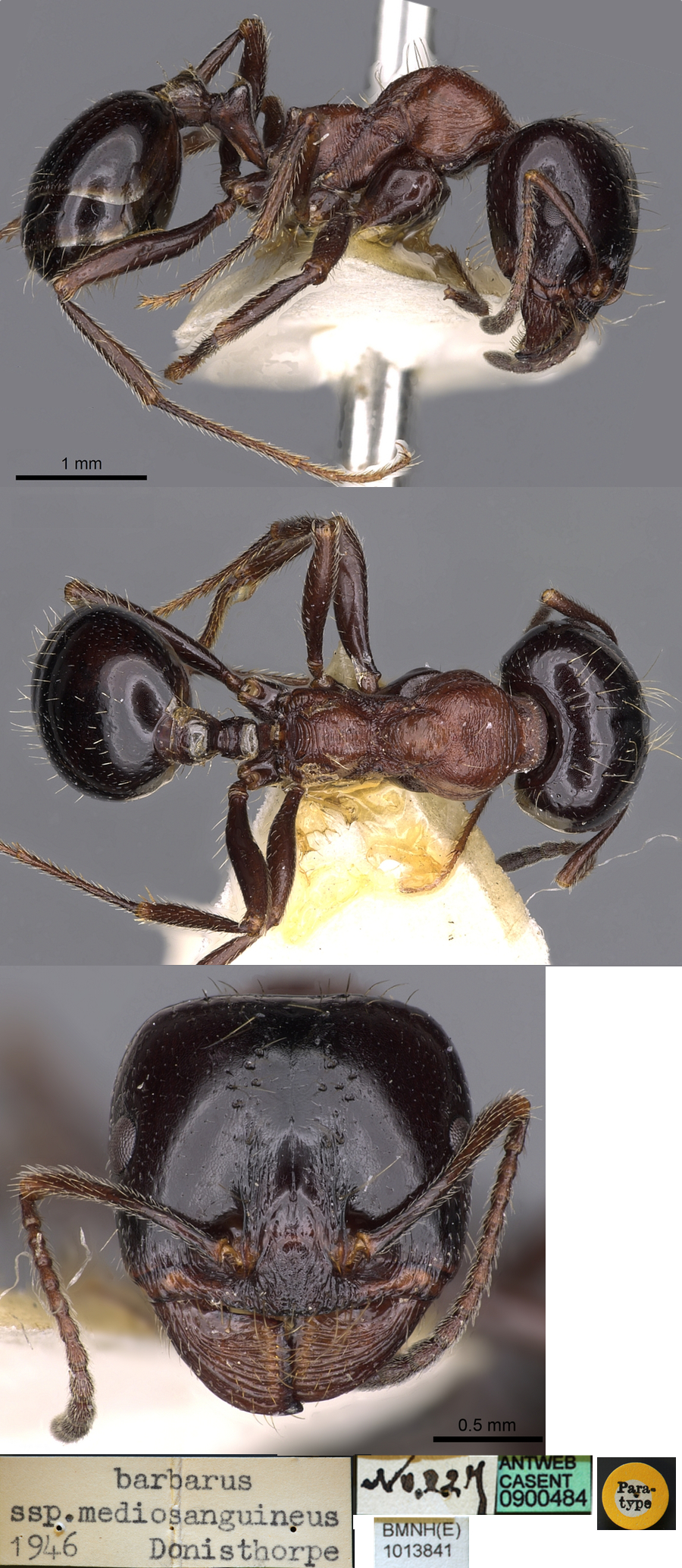 {Messor syriacus}