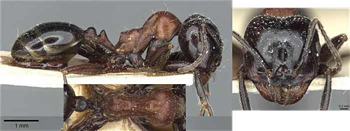 Messor syriacus major