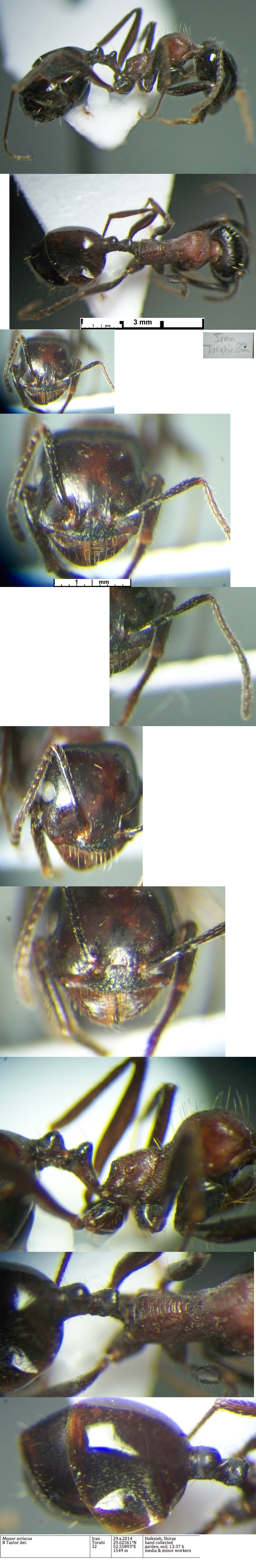 {Messor syriacus minor}