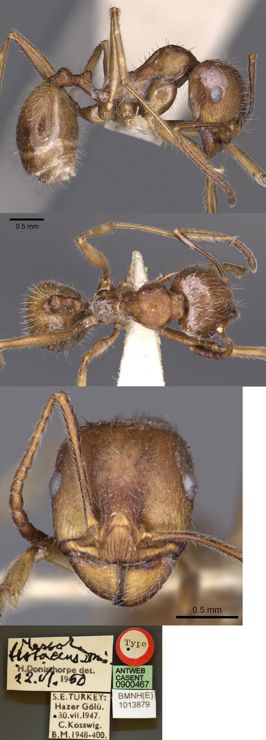 Messor testaceus major