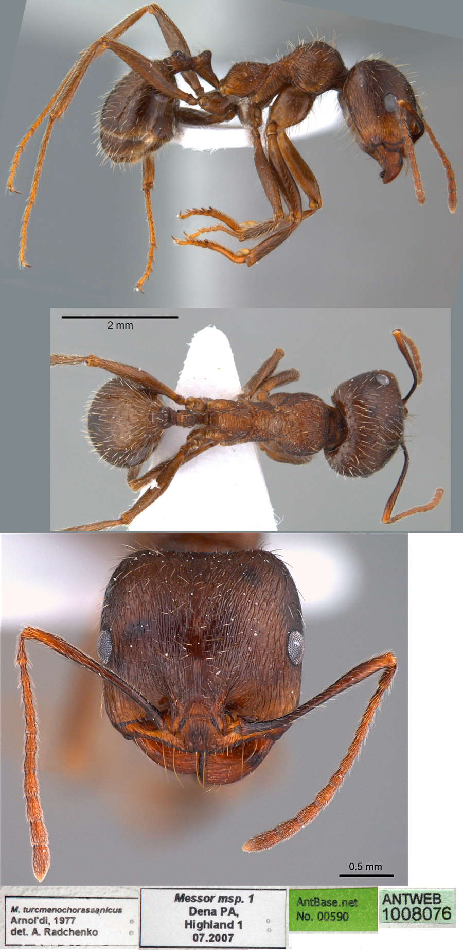 Messor turcmenochorassanicus major