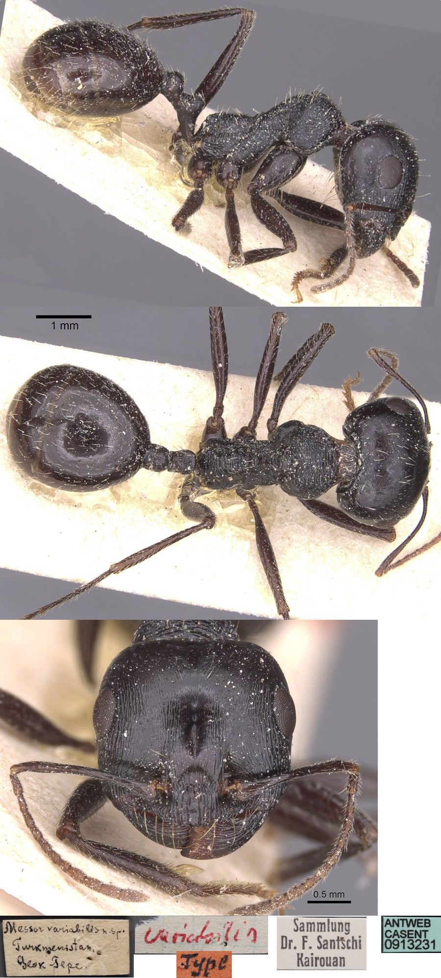 Messor variabilis