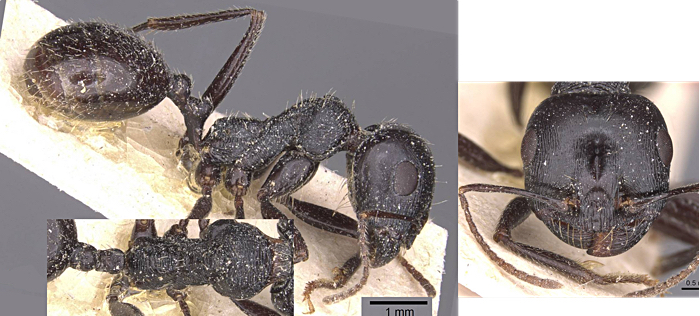 Messor variabilis