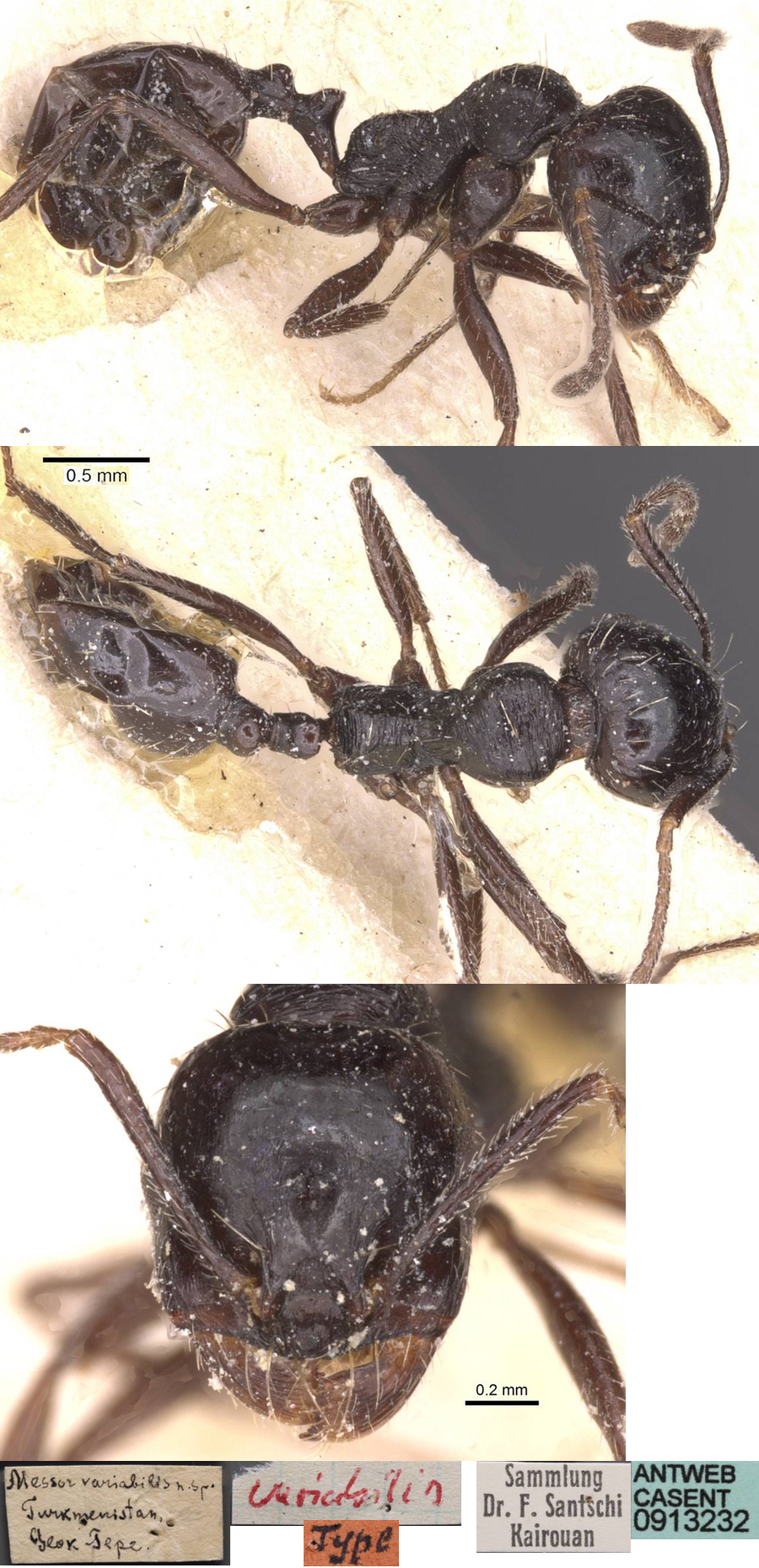 Messor variabilis