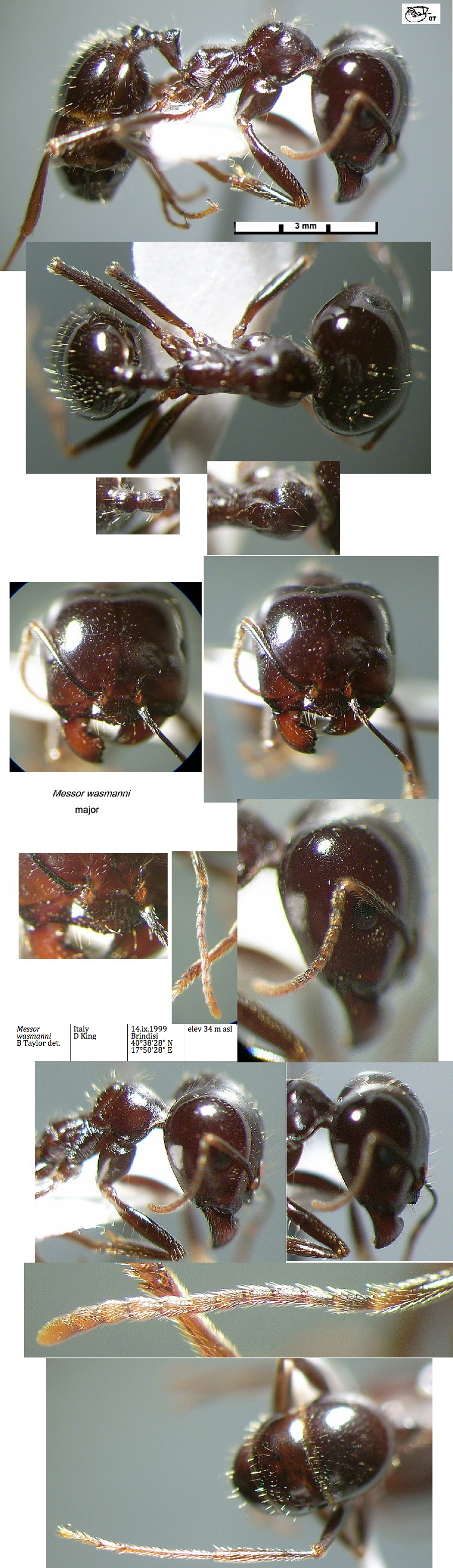 {Messor wasmanni major}
