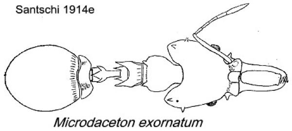 {Microdaceton exornatum}