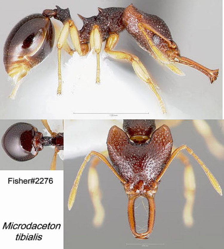 {Microdaceton tibialis}