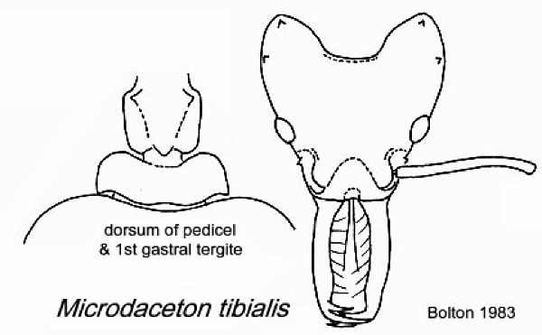 {Microdaceton tibialis}