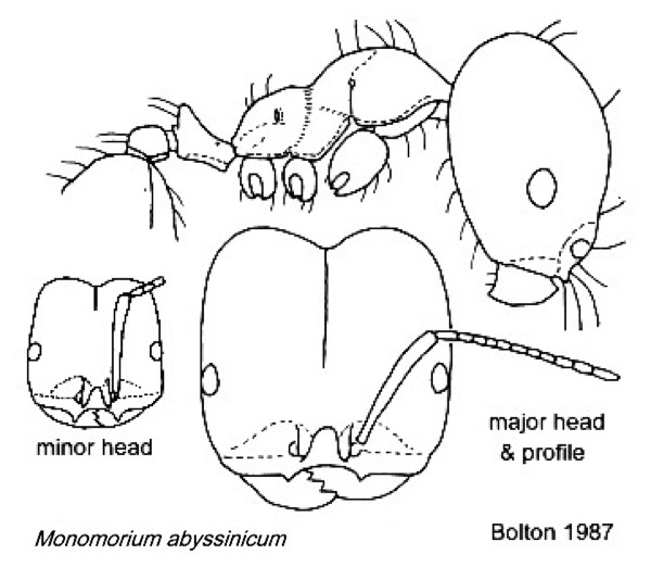 {Monomorium abyssinicum}