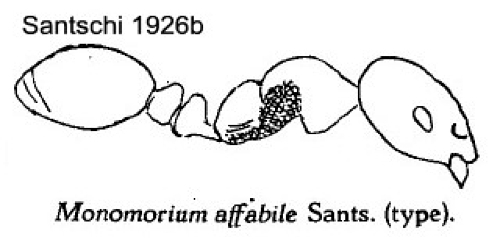 {Monomorium affabile}