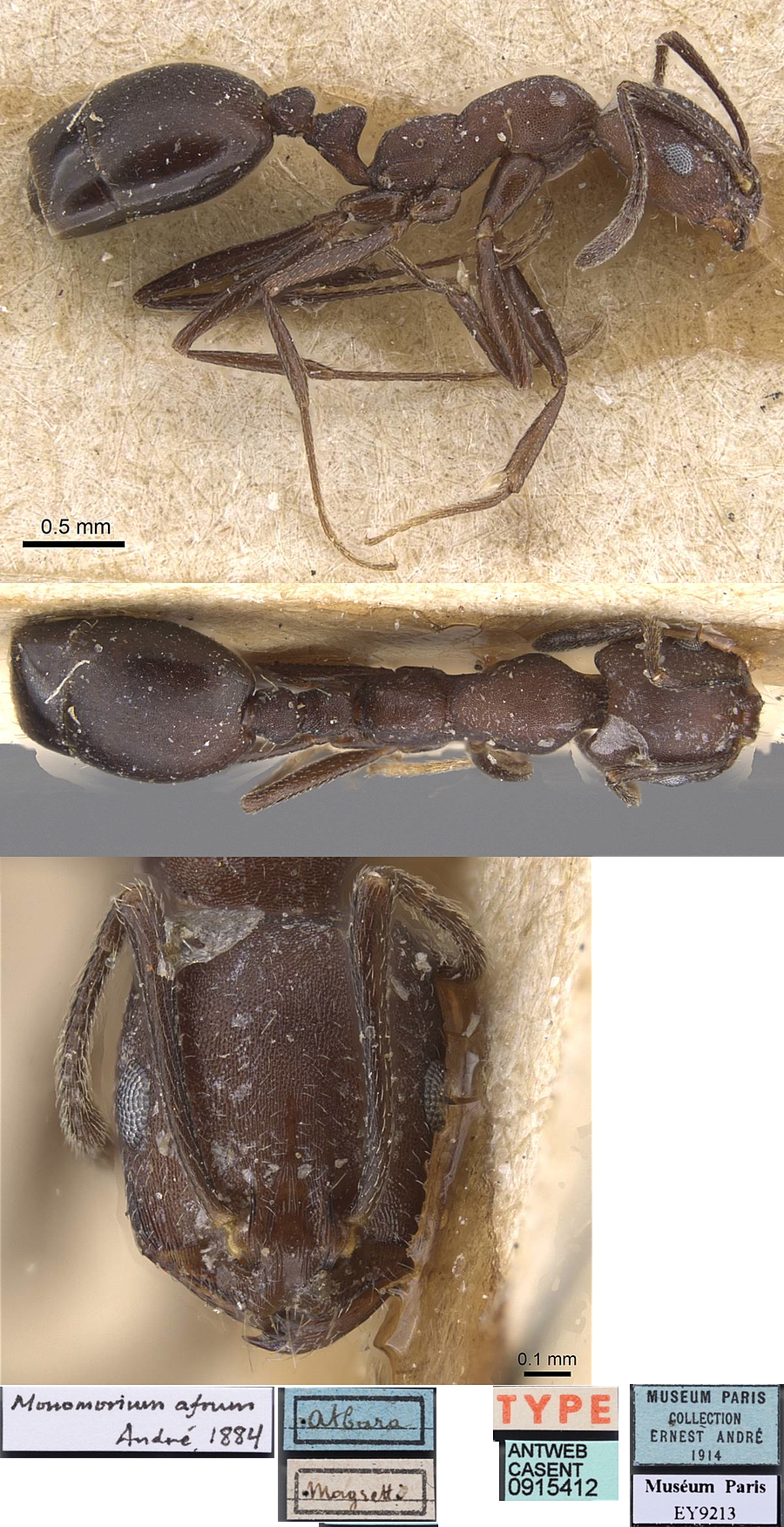 Monomorium afrum