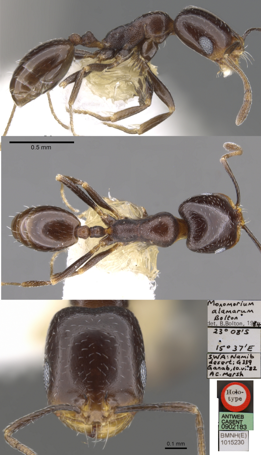 Monomorium alamarum