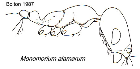 {Monomorium alamarum}