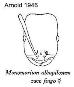 {monomorium albopilosum fingo}