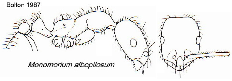 {Monomorium albopilosum}