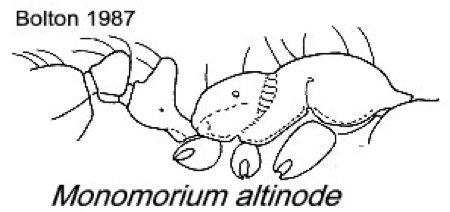 {Monomorium altinode}