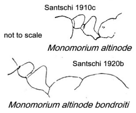 {Monomorium altinode}