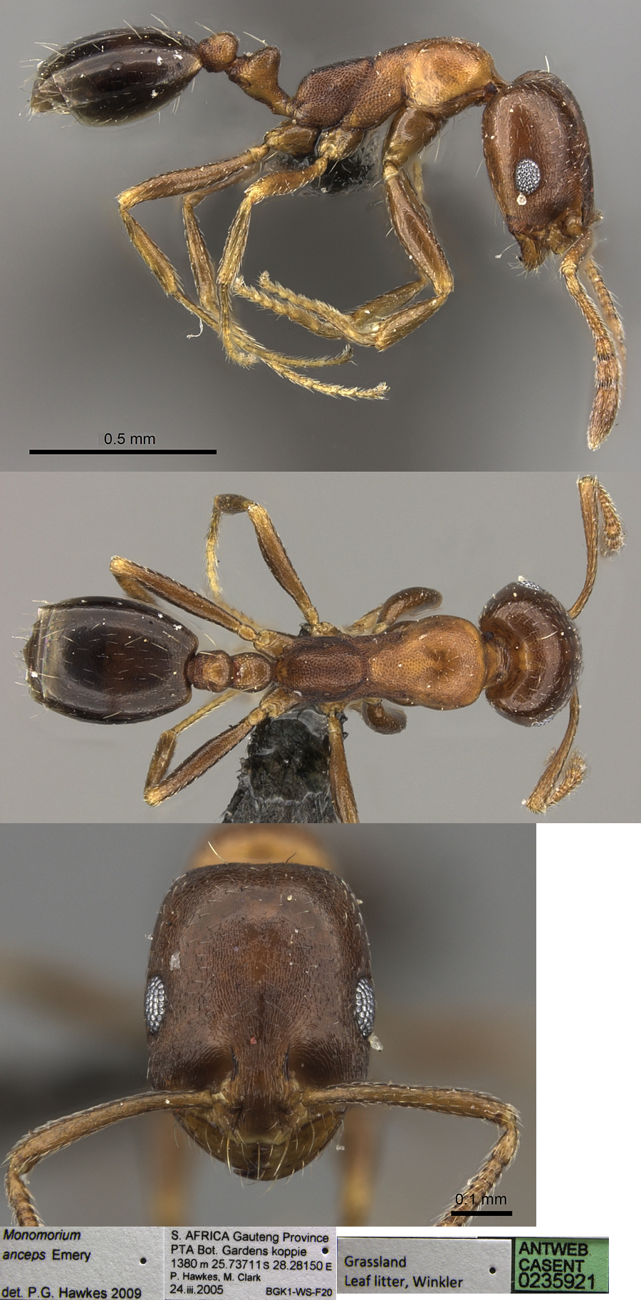 Monomorium anceps