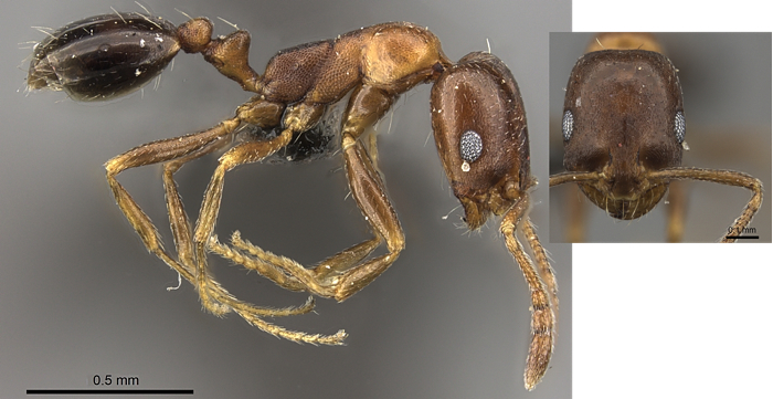 Monomorium anceps