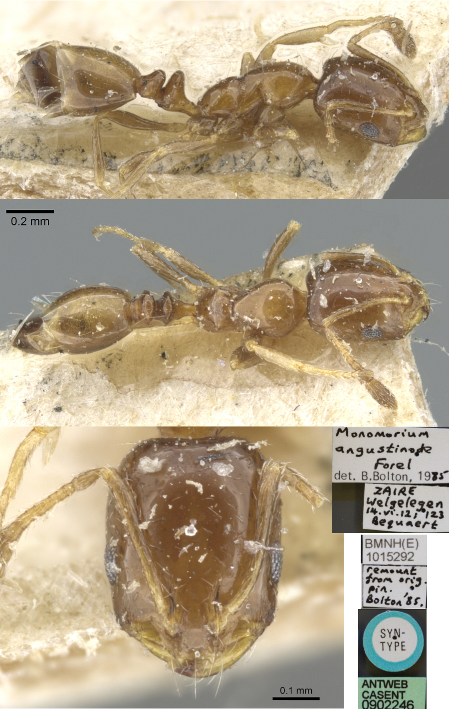 Monomorium angustinode