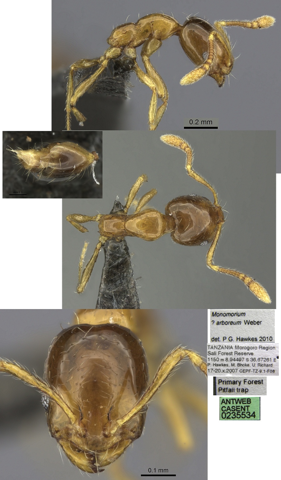 Monomorium arboreum