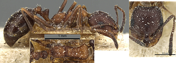 Monomorium areniphilum