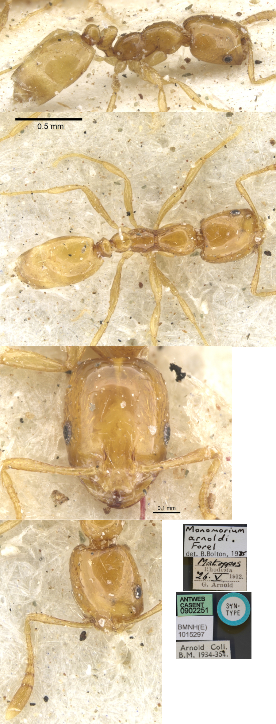 Monomorium arnoldi