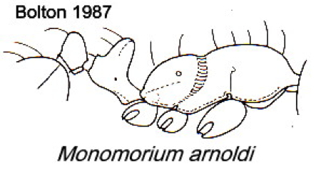 {Monomorium arnoldi}