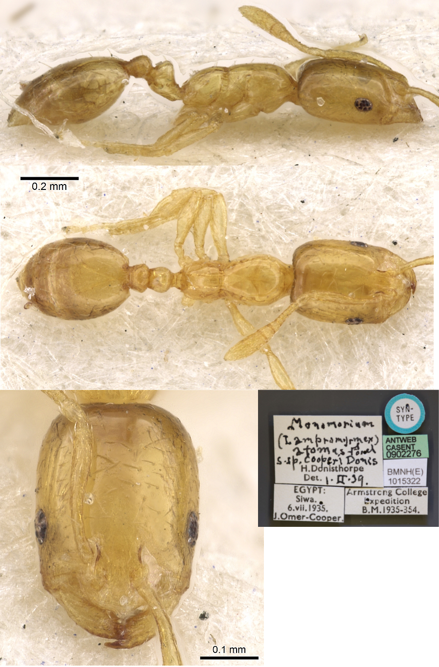 Monomorium atomum cooperi