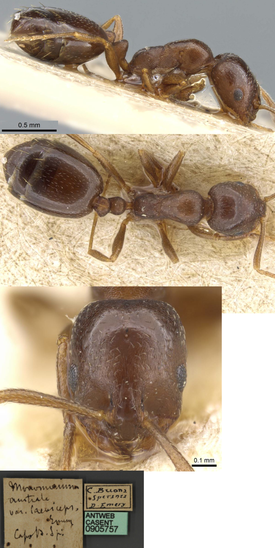 Monomorium australe