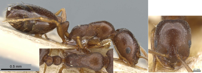 Monomorium australe