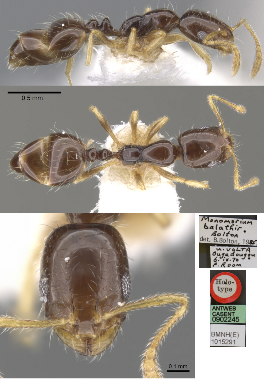 Monomorium balathir