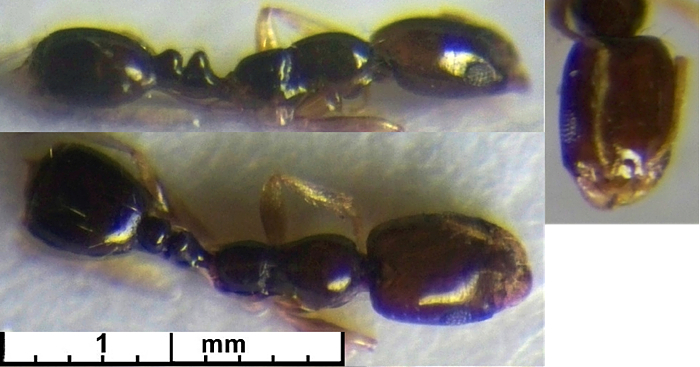 Monomorium balathir