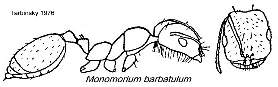 {Monomorium barbatulum}