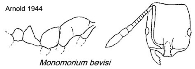 {Monomorium bevisi}