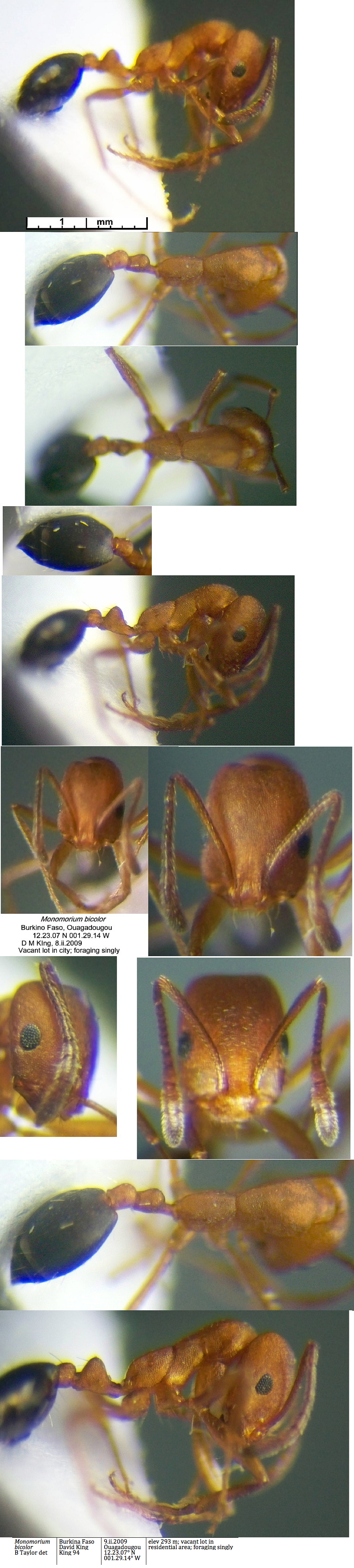 {Monomorium bicolor}