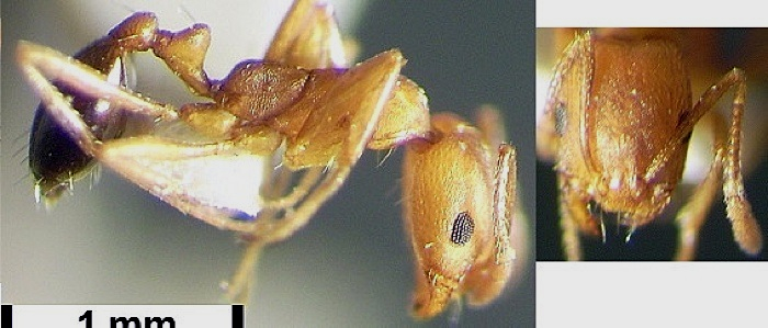 Monomorium bicolor