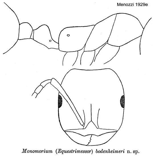 {Monomorium bodenheimeri}