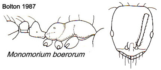 {Monomorium boerorum}