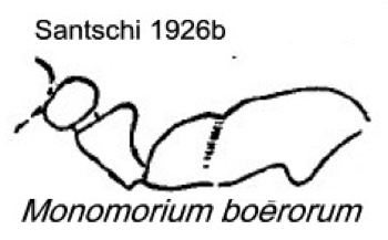 {Monomorium boerorum}