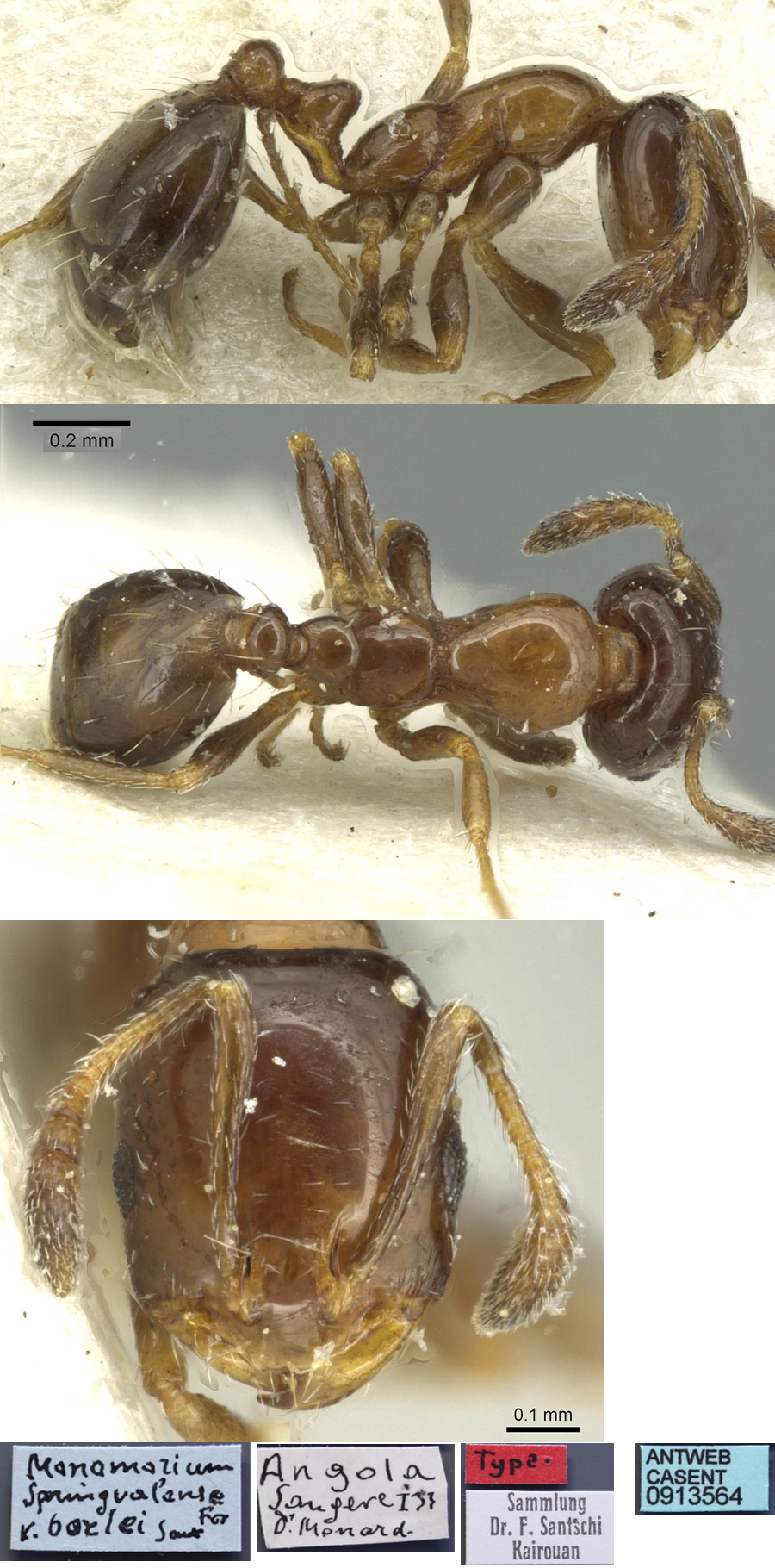 {Monomorium borlei}