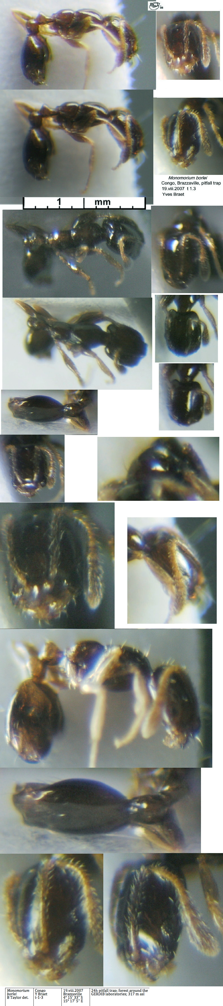 {Monomorium borlei}