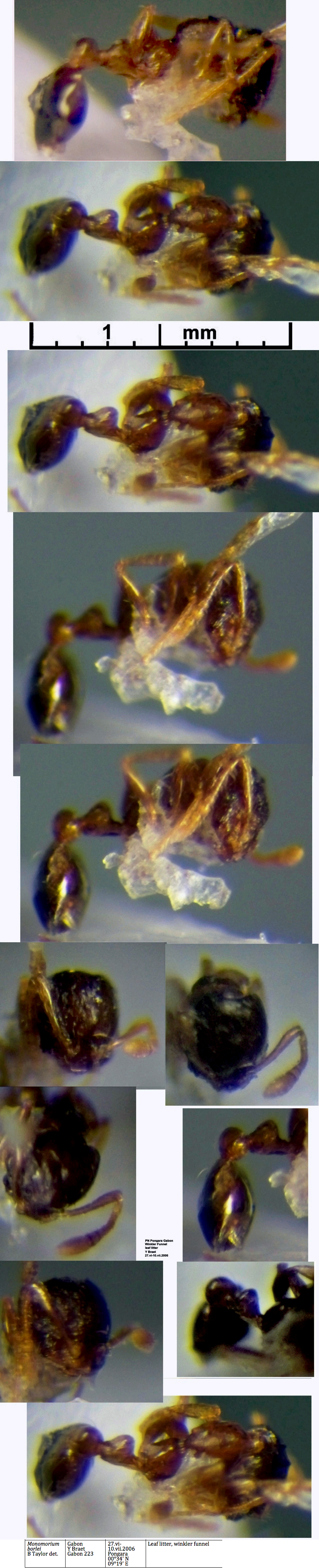 {Monomorium borlei}