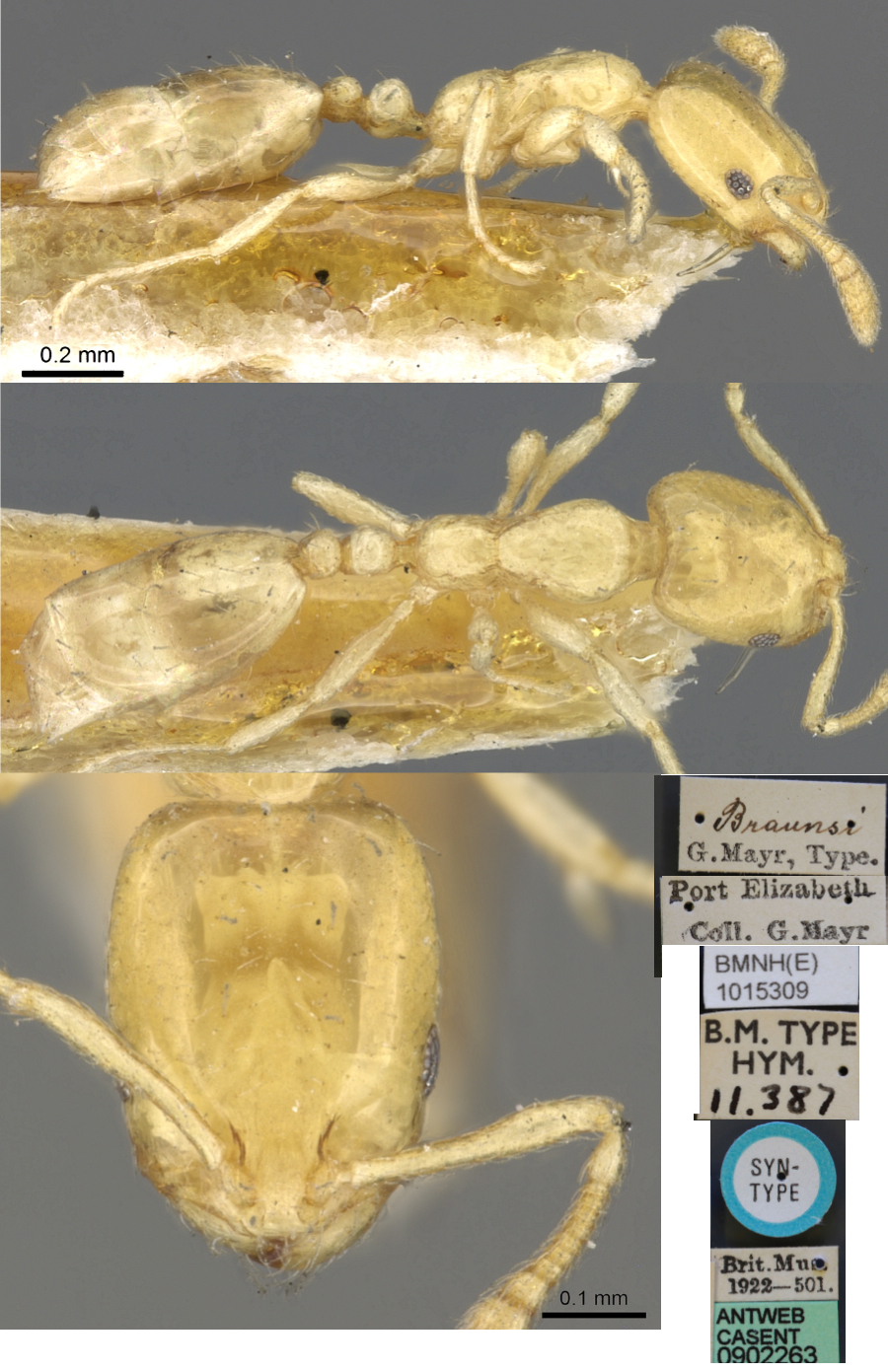 Monomorium braunsi