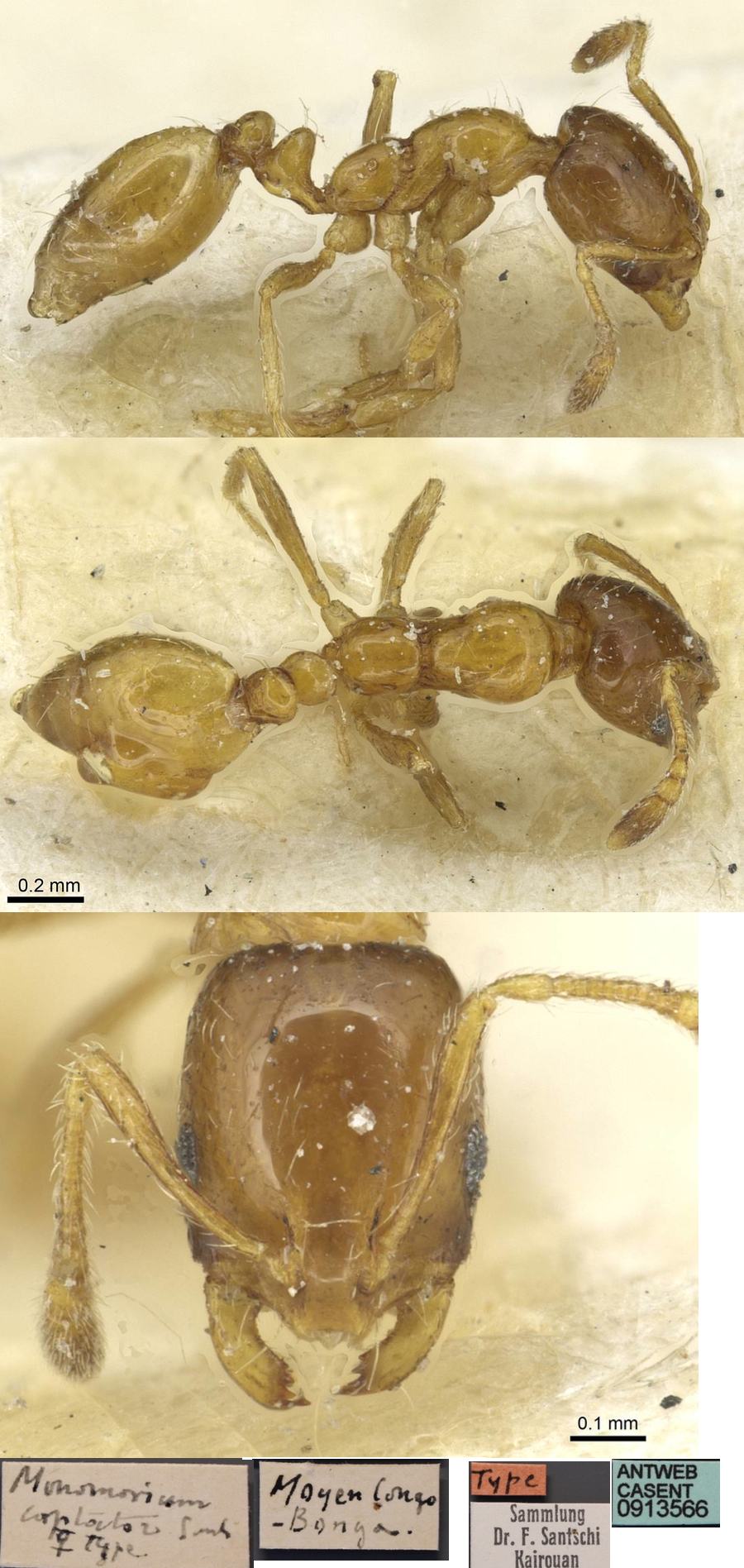 {Monomorium captator}