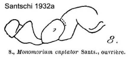 {Monomorium captator}