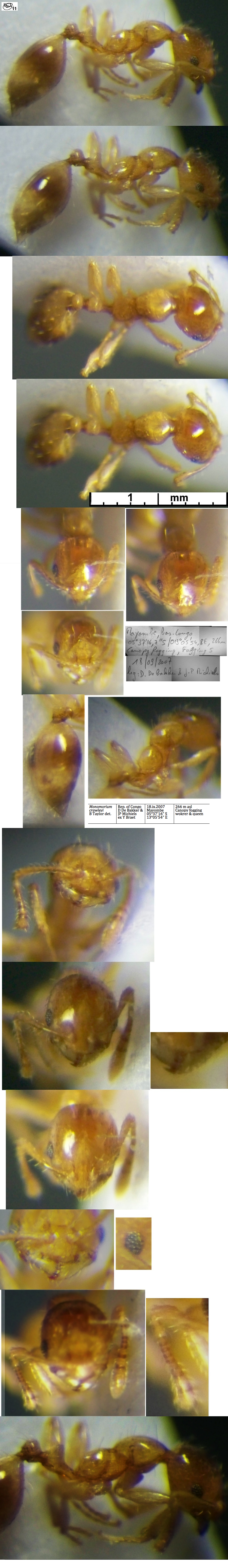 {Monomorium crawleyi}