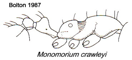 {Monomorium crawleyi}