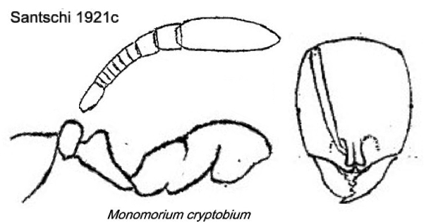 {Monomorium cryptobium}