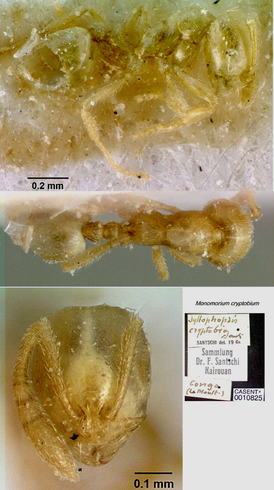 {Monomorium cryptobium type worker}